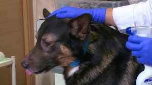 Как правильно обработать животное спреем от блох и клещей