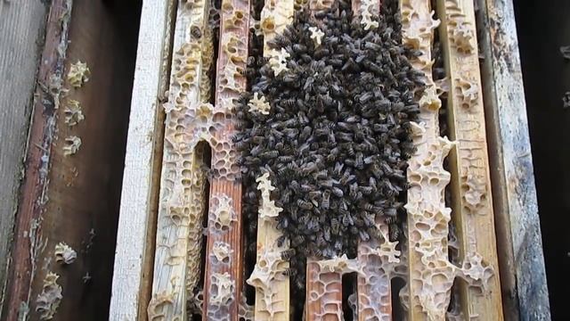 Зимовка пчел Работа на пасеке в феврале Пчелы в феврале смотреть онлайн