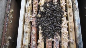 Зимовка пчел Работа на пасеке в феврале Пчелы в феврале