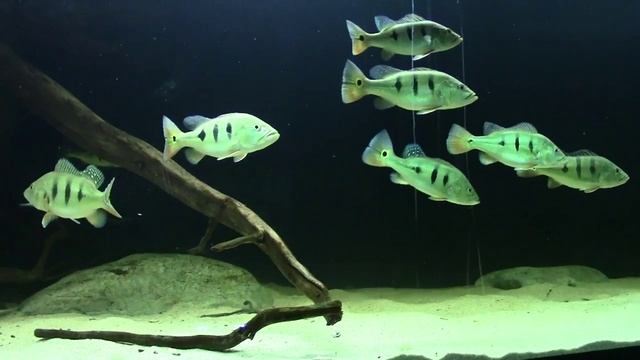 030 Black DiamondxLeopoldi Stingray, Cichla Ocellaris смотреть онлайн