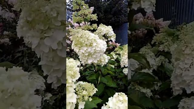 Гортензия метельчатая Magical Moonlight смотреть онлайн