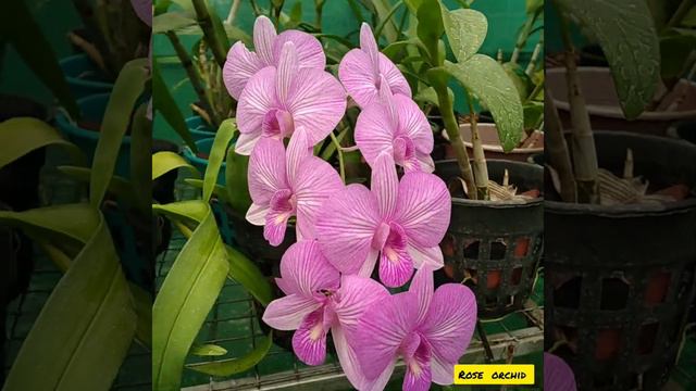PHALAENOPSIS :NEW BLOOMS IN MY GARDEN! смотреть онлайн