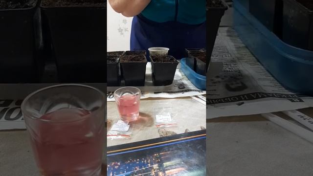 Сею перец сладкий и баклажаны. смотреть онлайн