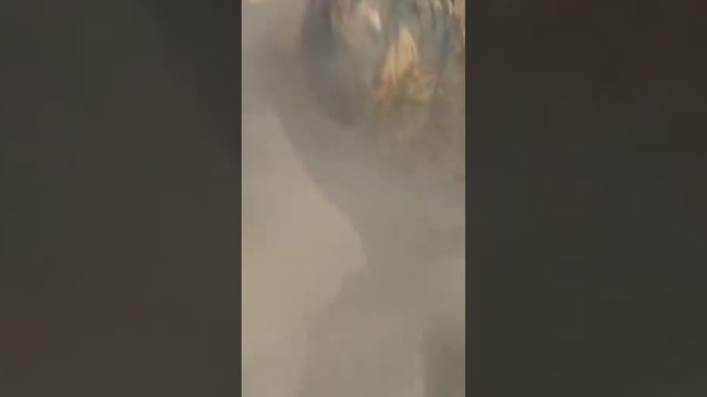 SUICIDE SQUAD - KILL THE JUSTICE LEAGUE - БЕССЛАВНЫЙ КОНЕЦ - ОТРЯД САМОУБИЙЦ RIP - #shortsvideo #dc смотреть онлайн