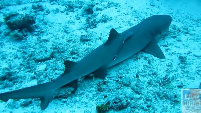 Акулы в красном море - белоперая рифовая акула смотреть онлайн