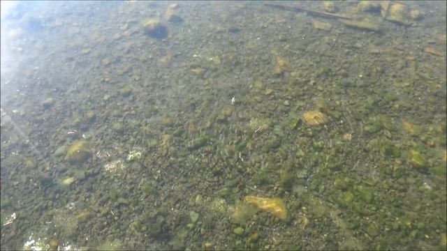 Buna Inanmak Zor! Kulağakaçanlar Harika Yüzücüler #BöcekReis (Forficula Auricularia)