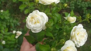 Роза Артемис. Artemis rose. Быть или не быть, вот в чем вопрос!!! #розы #розытантау #розаартемис