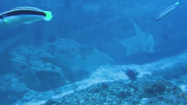 Shark Diving Forster Australia смотреть онлайн