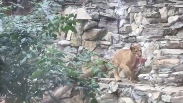 Кормление львицы из зоопарка 