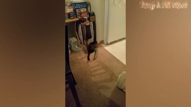Cats scared of Bananas And Cucumbers - Cats Vs Cucumbers - Cats Vs Bananas - Funny Cats 2017 смотреть онлайн