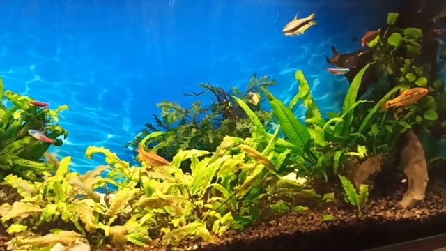 Жители в 100 л аквариуме/Мраморные боции/Fish in my 100 l tank/Marble botsii смотреть онлайн