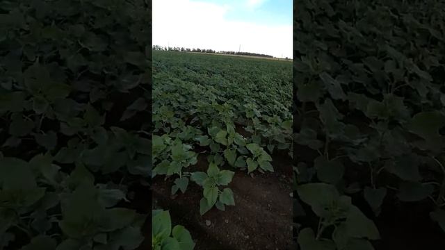 Окучивание подсолничнека и кукурузы.Избавляемся от сорняка! смотреть онлайн