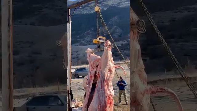 Бык порода казахская белоголовая смотреть онлайн