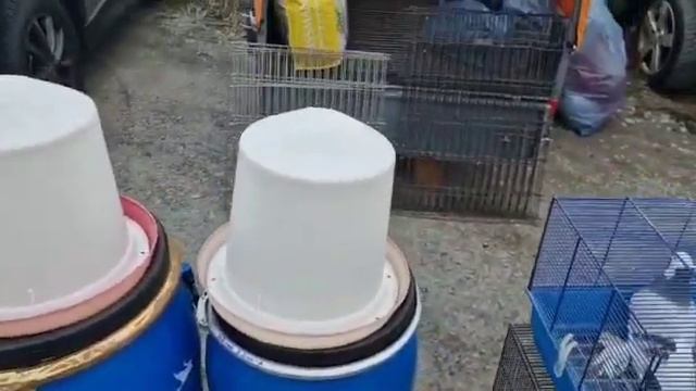 Птичий рынок 29/01/23 в г. Вайльбург Германия Bird market 29/01/23 in the city of Weilburg Germany смотреть онлайн