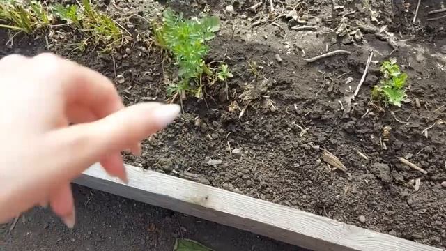 ВЛОГ: Можно собирать урожай / Мусорка вместо грядок смотреть онлайн