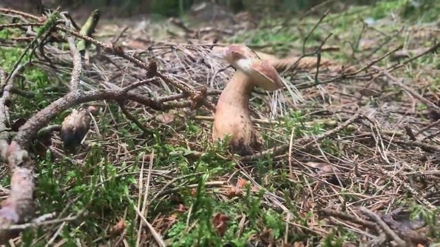 PILZE 2018: Gallenröhrling, Bitterling, Bitterröhrling, Rosspilz, Tylopilus felleus смотреть онлайн