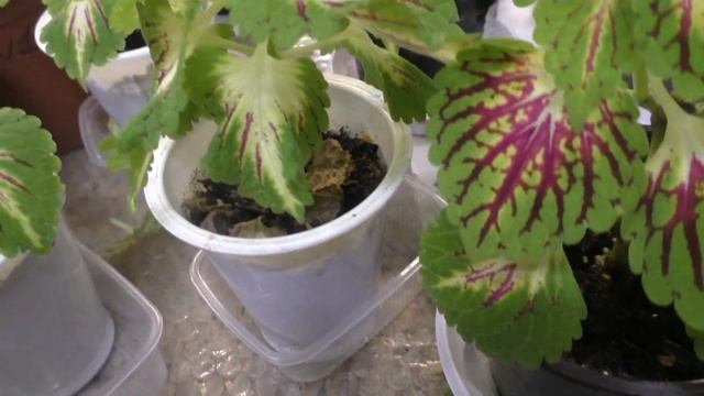 Необыкновенно красивый  колеус  сорта Coleosaurus! Черенкую и формирую