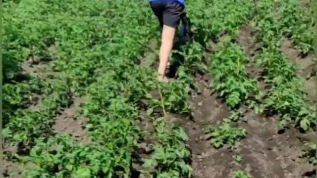 Перепашка из велосипедной рамы смотреть онлайн
