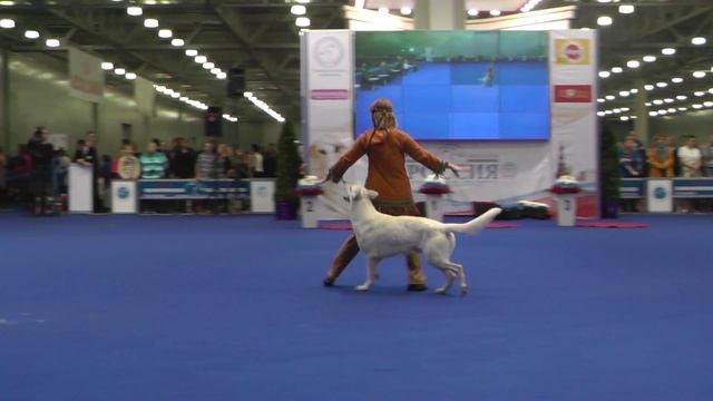 Танцы с собаками "Россия - 2014". Dog Dancing. Canine Freestyle. смотреть онлайн