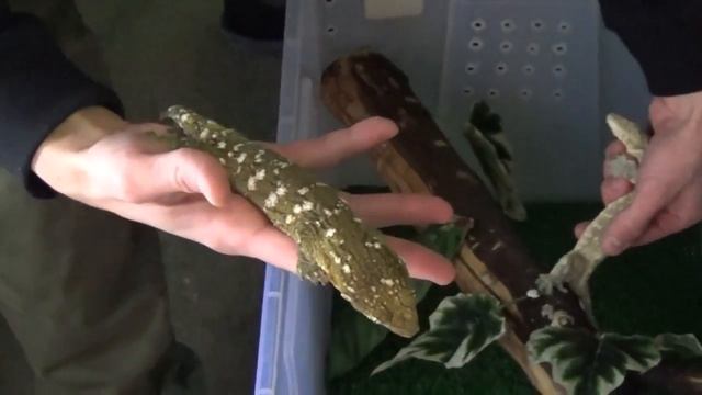 Гигантские бананоеды(Rhacodactylus) смотреть онлайн