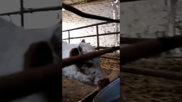 Крыса спасла доярку от гибели ? #shorts смотреть онлайн