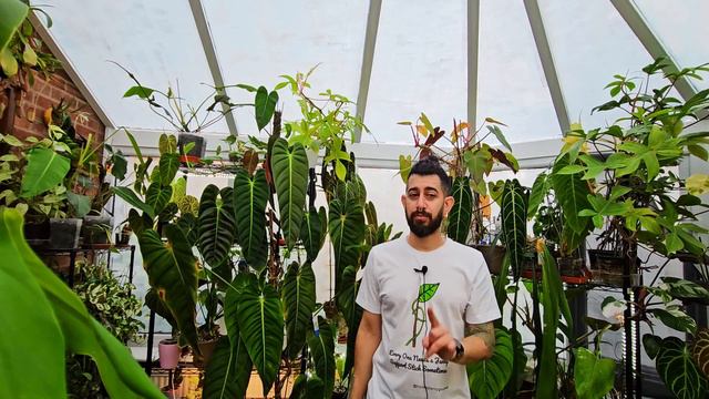 Behind the Hype: Monstera obliqua Review🌿🔥 | Growing the Unicorn Plant: 1-Year Journey🦄🌿 смотреть онлайн