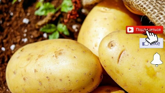 5 лайфхаков: как предотвратить загнивание картофеля при хранении, подвал, погреб, проветривание смотреть онлайн