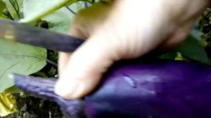 Снимаем урожай баклажан Лебединый и Норд