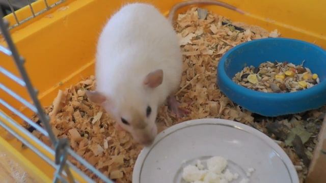 Разведение крыс в домашних условиях. Декоративные крысы - размножение и уход смотреть онлайн