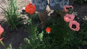 Мак восточный неприхотливый многолетник