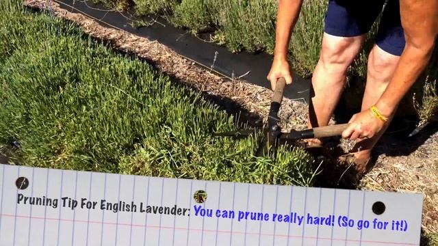 2/6 Pruning English Lavender "Hidcote Blue" at Morningsun Herb Farm смотреть онлайн