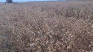 Уборка нута. Результат ....да ну на....