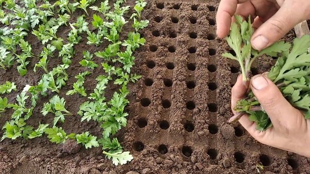 Хризантема.Черенкование.Укоренение. смотреть онлайн