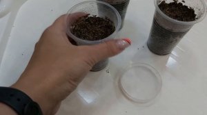 Огурцы на подоконнике к Новому году. Первые этапы выращивания из семян в домашних условиях.