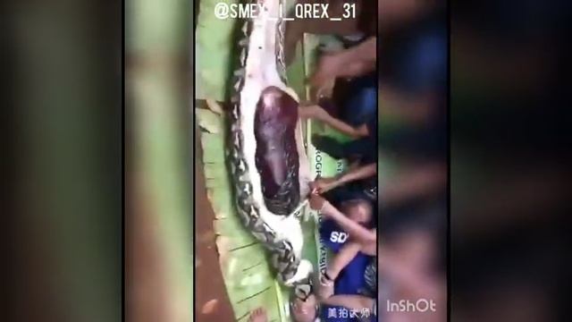 Ужасно! Питон проглотил человека. (реальные кадры)
