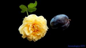 Лечебная музыка Моцарта ? Энергия Восстановления  и Хорошая Память.