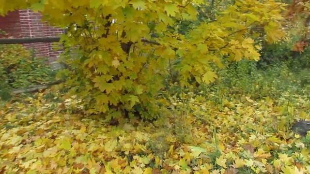 Осень желтые листья клена на улице Козьмодемьянска смотреть онлайн