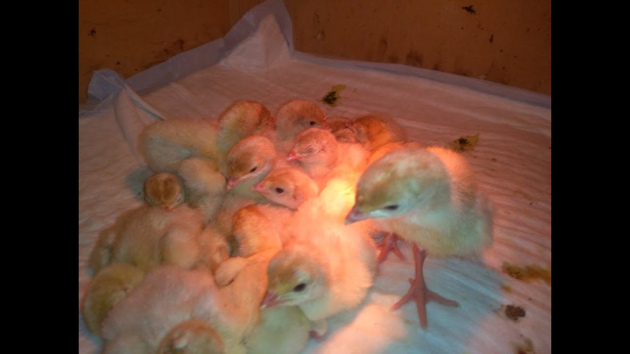 КАК ПРОШЕЛ ВЫВОД ИНДЮШАТ смотреть онлайн