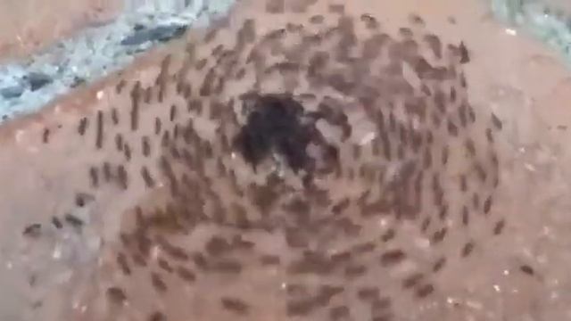 Муравьи приняли ислам