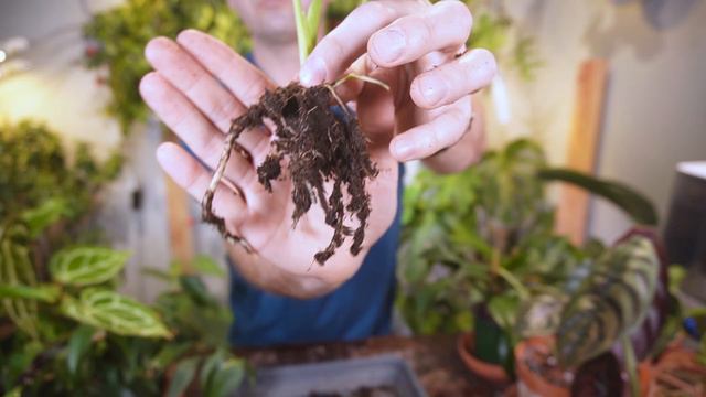repot with me | ALOCASIA JACKLYN, MONSTERA THAI.... смотреть онлайн