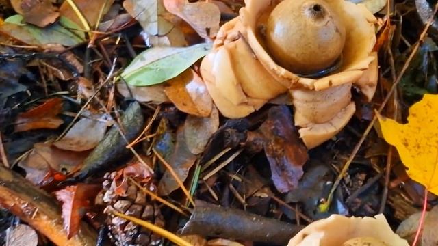 Gwiazdosze przedziwne grzyby смотреть онлайн