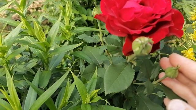 Нина Вейбул - многоцветковая роза флорибунда