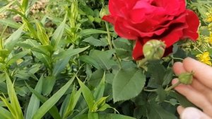 Нина Вейбул - многоцветковая роза флорибунда