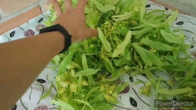 сбор липы 2021, 26 июня 2021