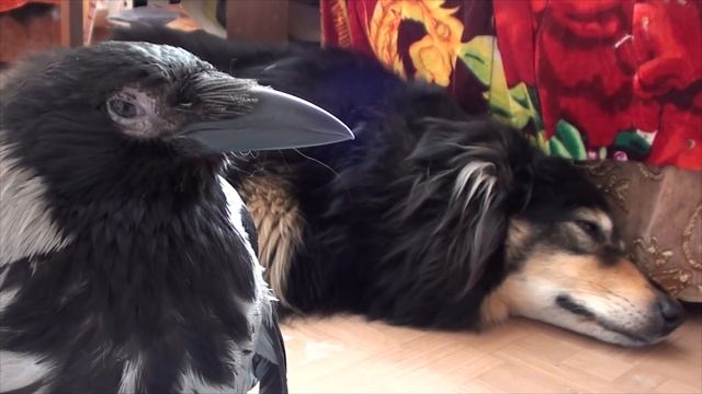 НАШ ЗВЕРИНЕЦ (кошки, собаки, голуби, ворона и чайка) смотреть онлайн