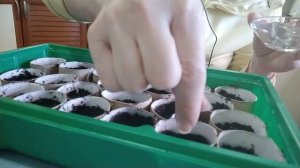 Лобелия? посев лобелии в эко стаканчики? бережём природу?