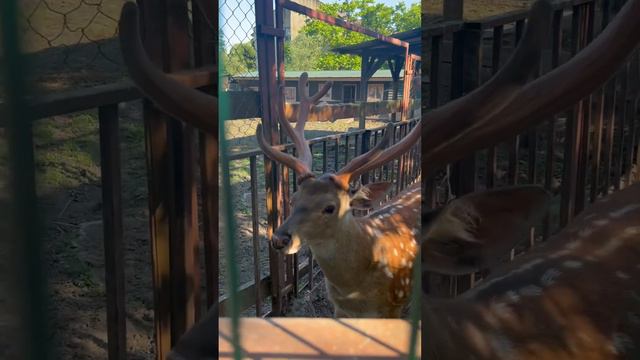 Олень, красавчик. смотреть онлайн