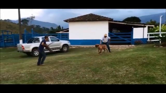 THE FILA BRASILEIRO - A QUICK LOOK AT THE HISTORY AND BREED STANDARD смотреть онлайн