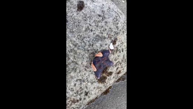 бухта Теляковского смотреть онлайн