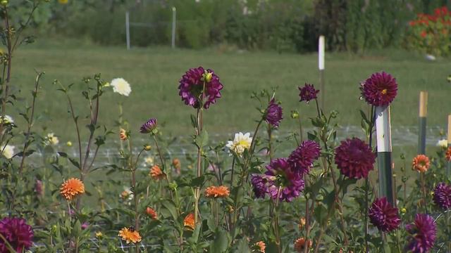 Dahlia: Culture and Care | Volunteer Gardener смотреть онлайн